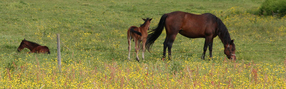 Pferde in Småland